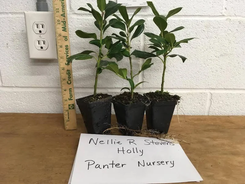 Nellie R. Stevens Holly Live Plant 2.5 inch Pot 6-12 inch - Evergreen Shrub - Image 5