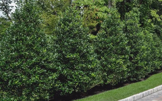 Nellie R. Stevens Holly Live Plant 2.5 inch Pot 6-12 inch - Evergreen Shrub - Image 6