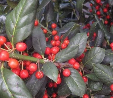 Nellie R. Stevens Holly Live Plant 2.5 inch Pot 6-12 inch - Evergreen Shrub - Image 7