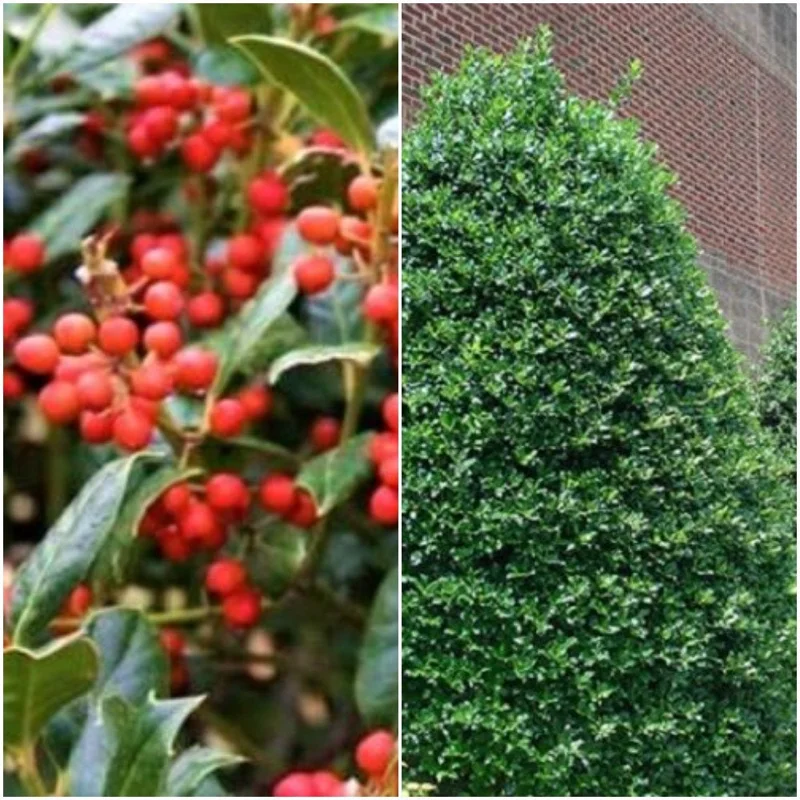 Nellie R. Stevens Holly Live Plant 2.5 inch Pot 6-12 inch - Evergreen Shrub - Image 8