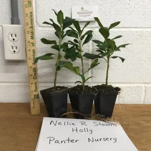 Nellie R. Stevens Holly Live Plant – 3 Pack – 2.5 ft Tall – Outdoor Shrub - Image 3