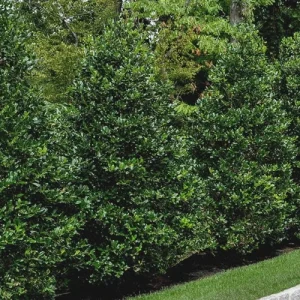 Nellie R. Stevens Holly Tree Live Plant - 10 Pack, 2.5