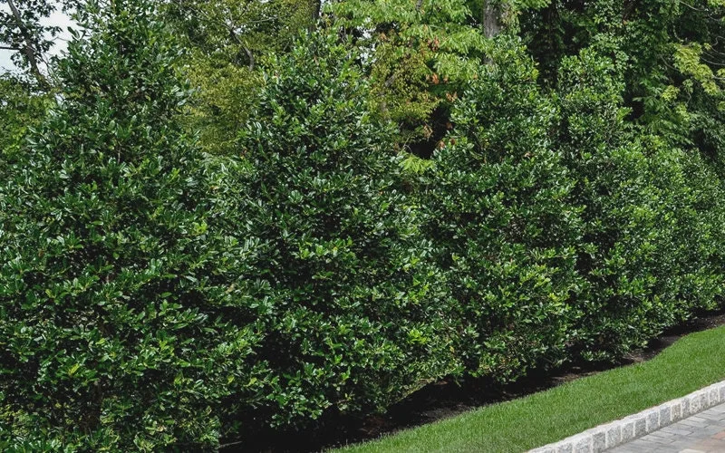 Nellie R. Stevens Holly Tree Live Plant - 10 Pack, 2.5" Pot, 8-12" Tall, Outdoor - Image 3