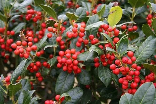 Nellie R. Stevens Holly Tree Live Plant - 10 Pack, 2.5" Pot, 8-12" Tall, Outdoor - Image 1