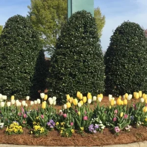 Nellie R. Stevens Holly Tree Live Plant - 2.5 inch Pot, 6-12 inch Tall - Image 3