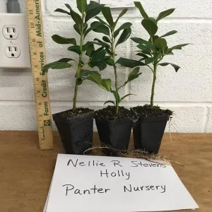 Nellie R. Stevens Holly Tree Live Plant - 2.5 inch Pot, 6-12 inch Tall - Image 5