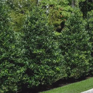 Nellie R. Stevens Holly Tree Live Plant - 2.5 inch Pot, 6-12 inch Tall - Image 6