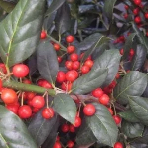 Nellie R. Stevens Holly Tree Live Plant - 2.5 inch Pot, 6-12 inch Tall - Image 7