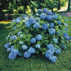 Nikko Blue Hydrangea Live Plant 6-12