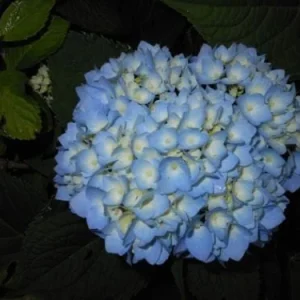 Nikko Blue Hydrangea Live Plant 6-12