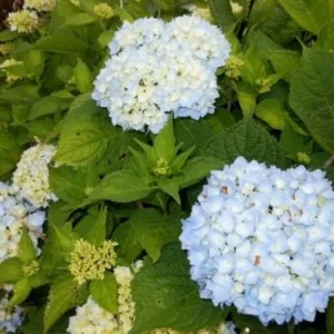 Nikko Blue Hydrangea Live Plant 6-12