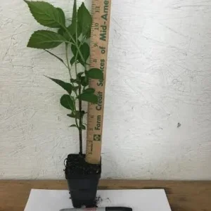 Nikko Blue Hydrangea Live Plant 6-12