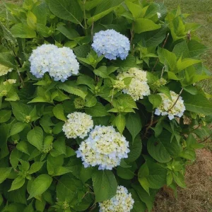 Nikko Blue Hydrangea Live Plant 6-12