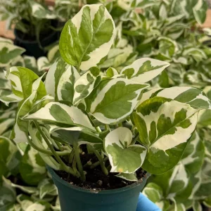 N'Joy Pothos Live Plant - Variegated Epipremnum Aureum, 4 inch Pot, Indoor Houseplant - Image 1