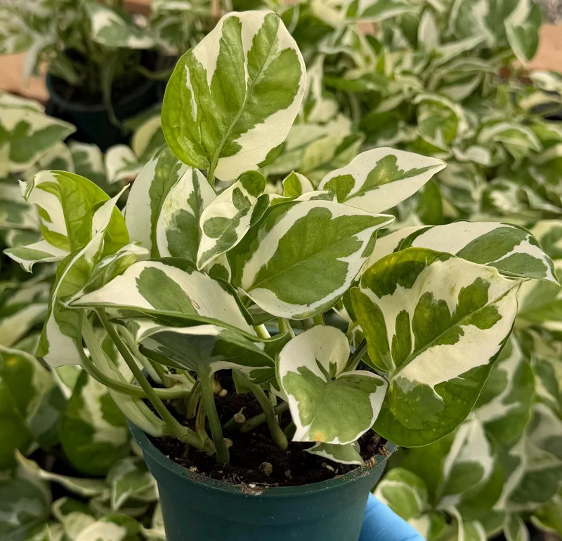 N'Joy Pothos Live Plant - Variegated Epipremnum Aureum, 4 inch Pot, Indoor Houseplant - Image 1