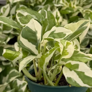 N'Joy Pothos Live Plant - Variegated Epipremnum Aureum, 4 inch Pot, Indoor Houseplant - Image 2