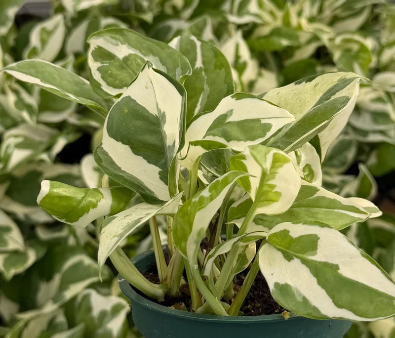 N'Joy Pothos Live Plant - Variegated Epipremnum Aureum, 4 inch Pot, Indoor Houseplant - Image 2