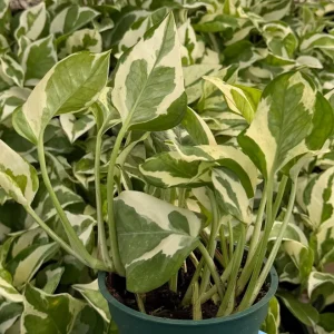 N'Joy Pothos Live Plant - Variegated Epipremnum Aureum, 4 inch Pot, Indoor Houseplant - Image 3