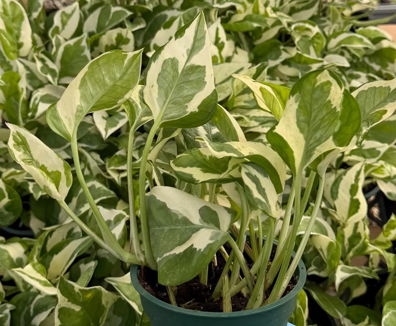 N'Joy Pothos Live Plant - Variegated Epipremnum Aureum, 4 inch Pot, Indoor Houseplant - Image 3