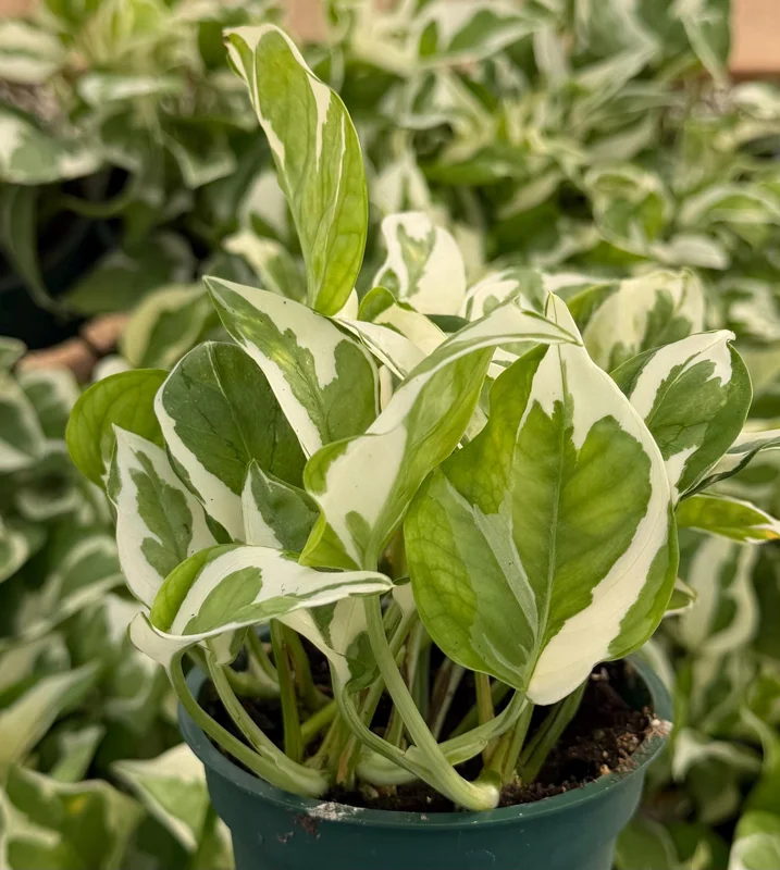 N'Joy Pothos Live Plant - Variegated Epipremnum Aureum, 4 inch Pot, Indoor Houseplant - Image 4