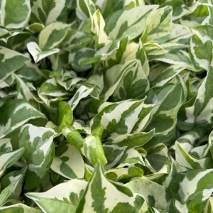 N'Joy Pothos Live Plant - Variegated Epipremnum Aureum, 4 inch Pot, Indoor Houseplant - Image 5