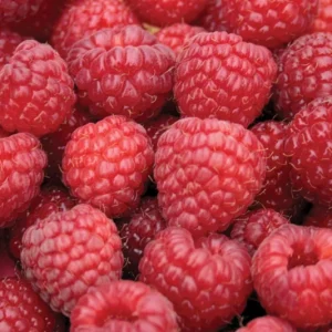 Nova Red Raspberry Live Plant – Starter Bush – Zones 3-8 – Early-Mid Summer Bearing - Image 1