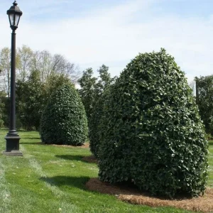 Oakleaf Holly Live Plant – Evergreen Shrub – 4 inch pot, 6-12 inches tall – Outdoor - Image 2