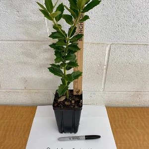 Oakleaf Holly Live Plant – Evergreen Shrub – 4 inch pot, 6-12 inches tall – Outdoor - Image 3
