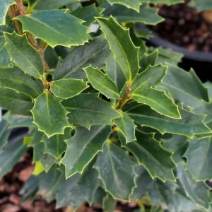 Oakleaf Holly Live Plant – Evergreen Shrub – 4 inch pot, 6-12 inches tall – Outdoor - Image 4