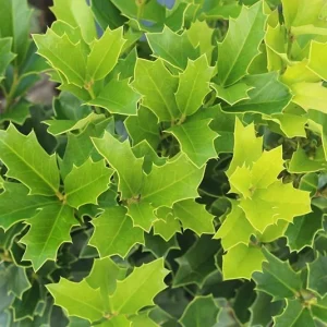 Oakleaf Holly Live Plant – Evergreen Shrub – 4 inch pot, 6-12 inches tall – Outdoor - Image 5