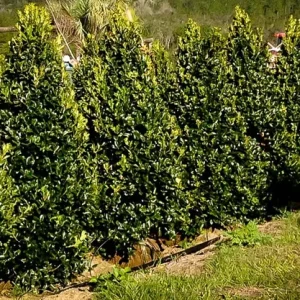 Oakleaf Holly Live Plant – Evergreen Shrub – 4 inch pot, 6-12 inches tall – Outdoor - Image 6