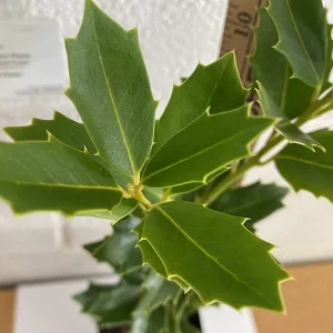 Oakleaf Holly Live Plant – Evergreen Shrub – 4 inch pot, 6-12 inches tall – Outdoor - Image 7