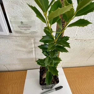 Oakleaf Holly Live Plant – Evergreen Shrub – 4 inch pot, 6-12 inches tall – Outdoor - Image 8