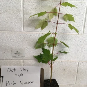 October Glory Maple Tree Live Plant – 1-2 ft Quart Pot – Outdoor Shade Tree - Image 2