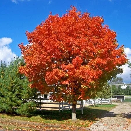 October Glory Maple Tree Live Plant – 1-2 ft Quart Pot – Fast Growing Shade Tree - Image 3