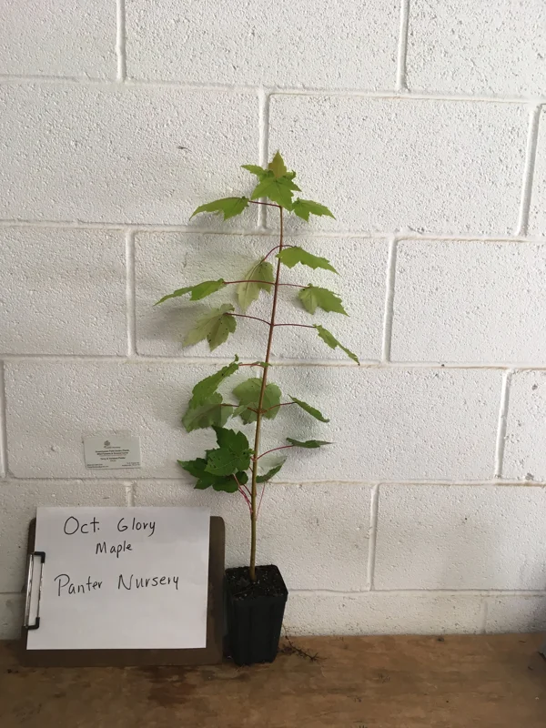 October Glory Maple Tree Live Plant – 1-2 ft Quart Pot – Fast Growing Shade Tree - Image 4