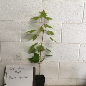 October Glory Maple Tree Live Plant – 1-2 ft Quart Pot – Fast Growing Shade Tree - Image 4