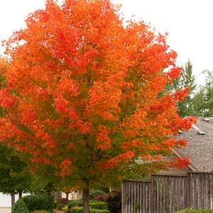 October Glory Maple Tree Live Plant – 1-2 ft Quart Pot – Outdoor Shade Tree - Image 5