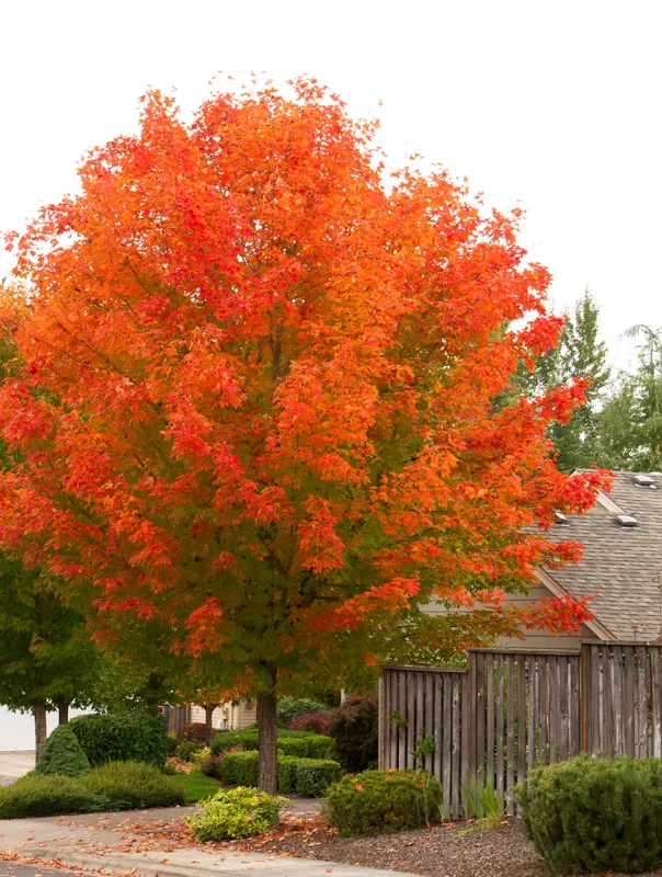 October Glory Maple Tree Live Plant – 1-2 ft Quart Pot – Fast Growing Shade Tree - Image 5