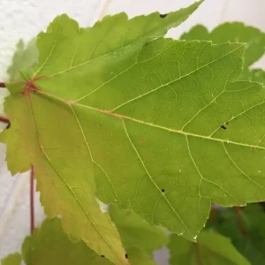 October Glory Maple Tree Live Plant – 1-2 ft Quart Pot – Outdoor Shade Tree - Image 6