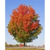 October Glory Maple Tree Live Plant – 1-2 ft Quart Pot – Outdoor Shade Tree - Image 1