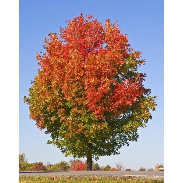 October Glory Maple Tree Live Plant – 1-2 ft Quart Pot – Fast Growing Shade Tree - Image 1