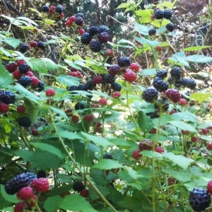 Ohio Treasure Black Raspberry Live Plant - Everbearing, Zones 3-8, Sweet Flavor - Image 2