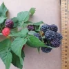 Ohio Treasure Black Raspberry Live Plant - Everbearing, Zones 3-8, Sweet Flavor - Image 1