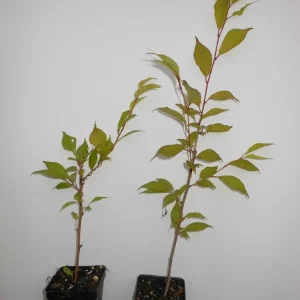 Okame Flowering Cherry Tree Live Plant - 2.5