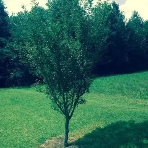 Okame Flowering Cherry Tree Live Plant - 2.5