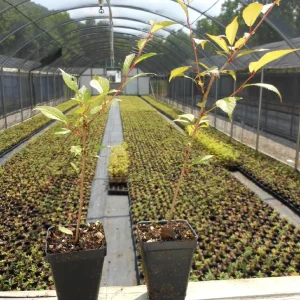 Okame Flowering Cherry Tree Live Plant - 2.5