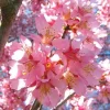 Okame Flowering Cherry Tree Live Plant - 2.5" Pot, 6-12" Tall - Pink Flowers - Image 1