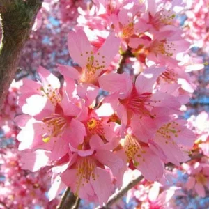 Okame Flowering Cherry Tree Live Plant - 2.5" Pot, 6-12" Tall - Pink Flowers - Image 1