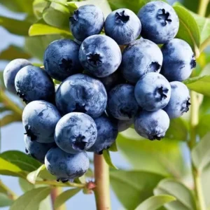O'Neal Blueberry Bush Live Plant - Southern Highbush Starter 4-6